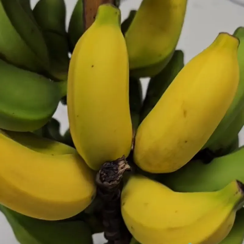 Baby Banana
