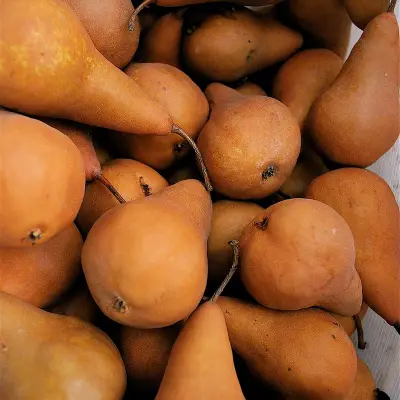 Bosc Pear