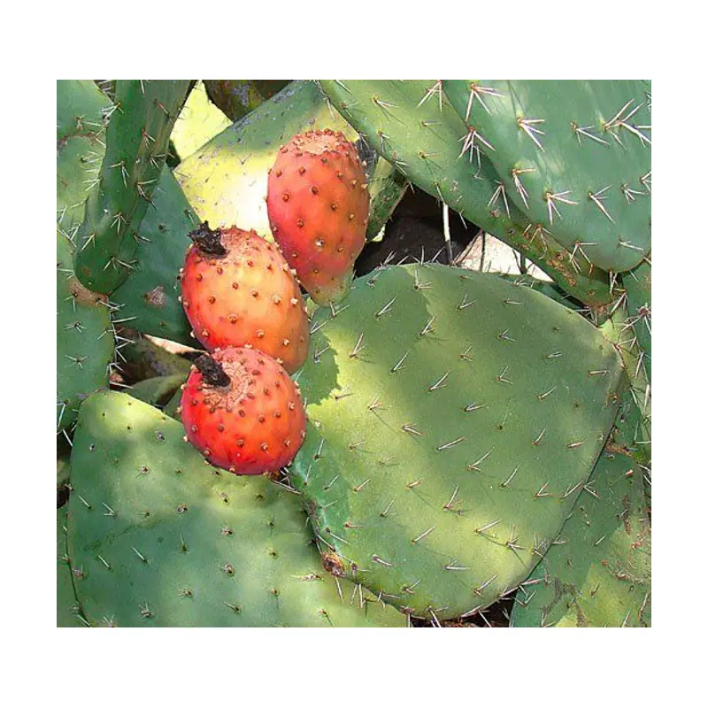 Nopal con Espinas