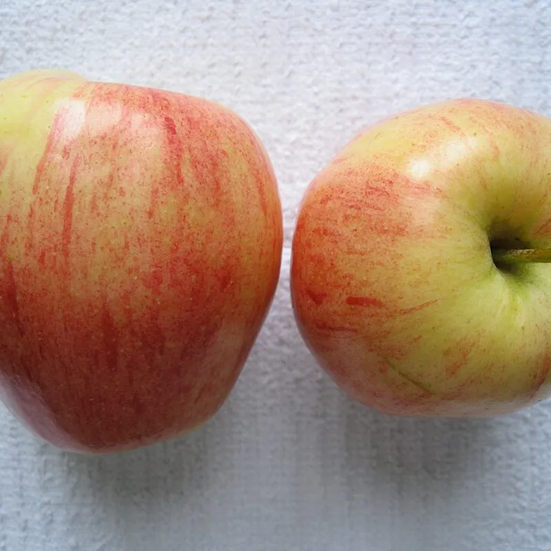 Gala Apple