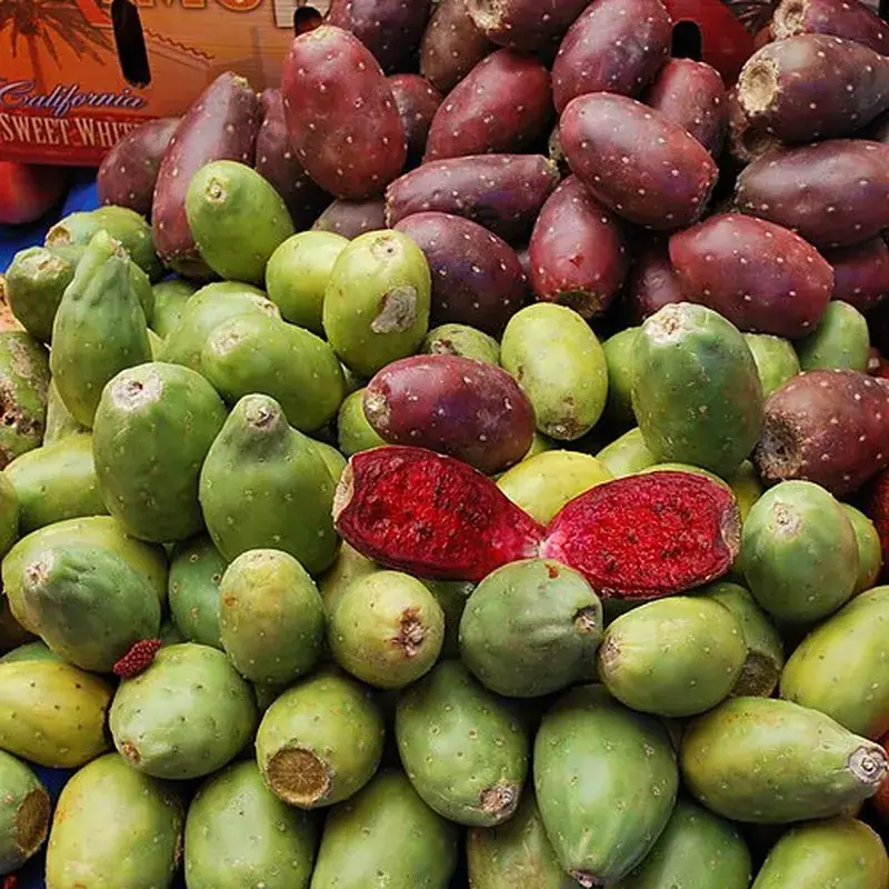 Green Prickly Pear