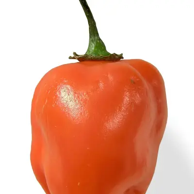 Chile Habanero