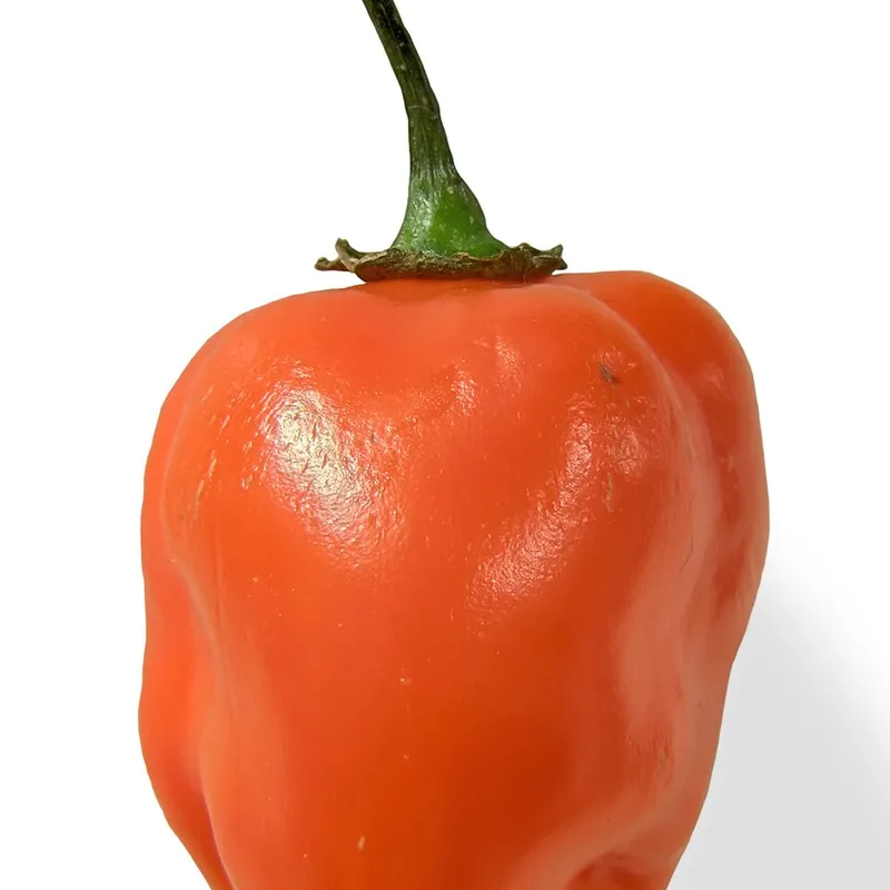 Habanero Pepper