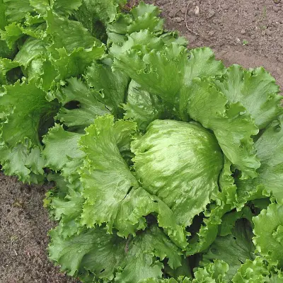 Lechuga Fresca