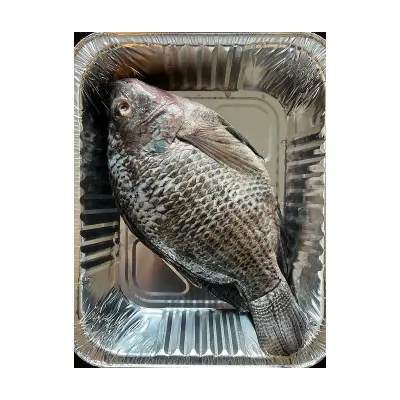 Tilapia