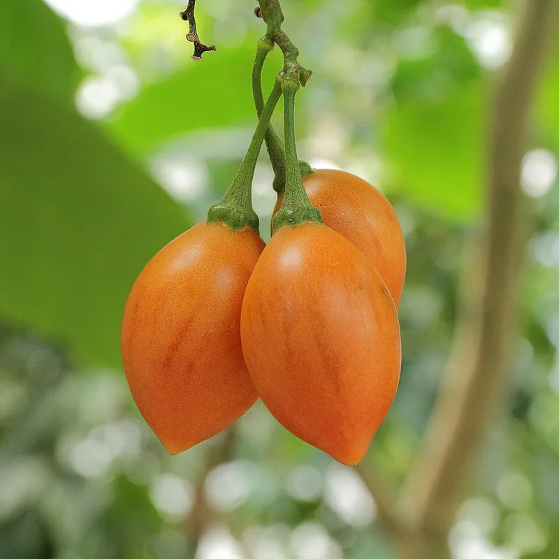Tomate de Árbol