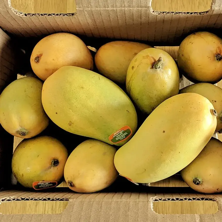 A box of fresh Ataulfo mangoes